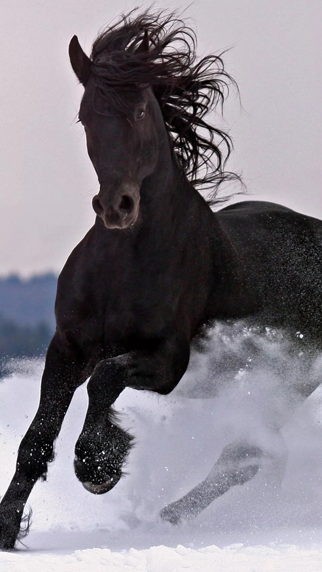 牛羊可吃，猫狗不行？