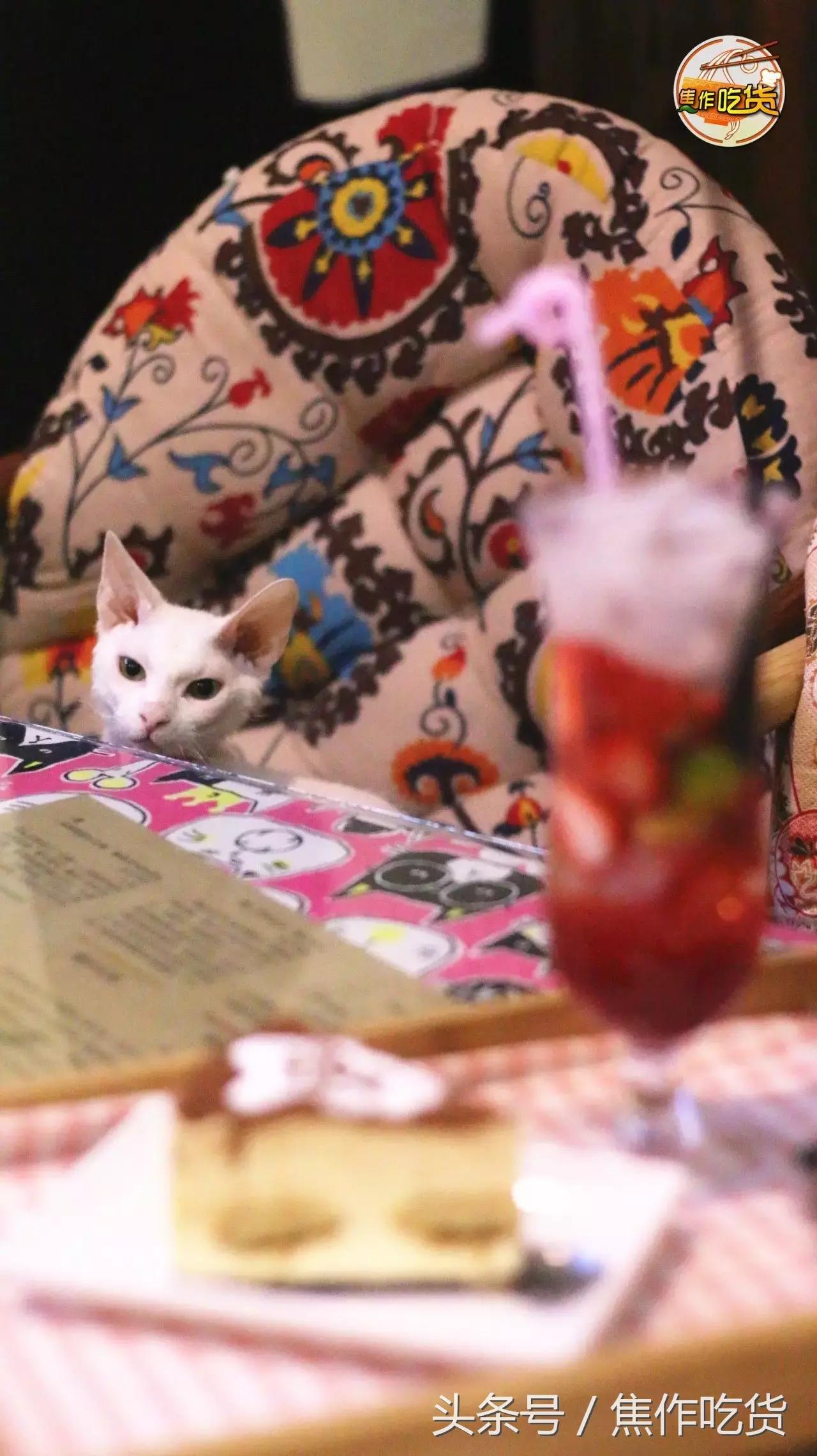 猫咖郑州焦作,焦作猫咖推荐