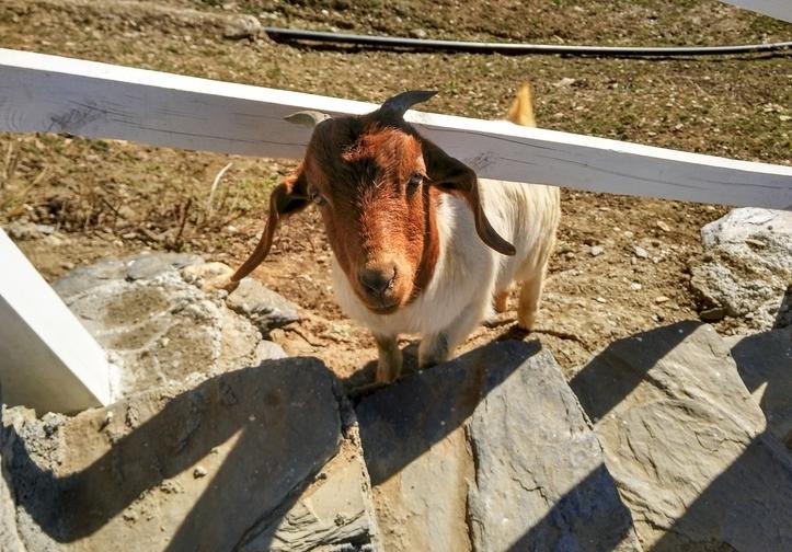 92%的本地人都不知道的秘境，“小牛背山”阿坝州浮云牧场走红