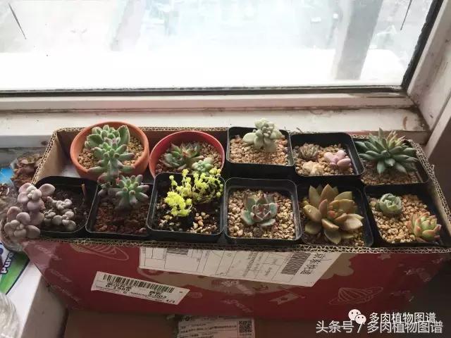 宿舍多肉品种推荐,宿舍多肉