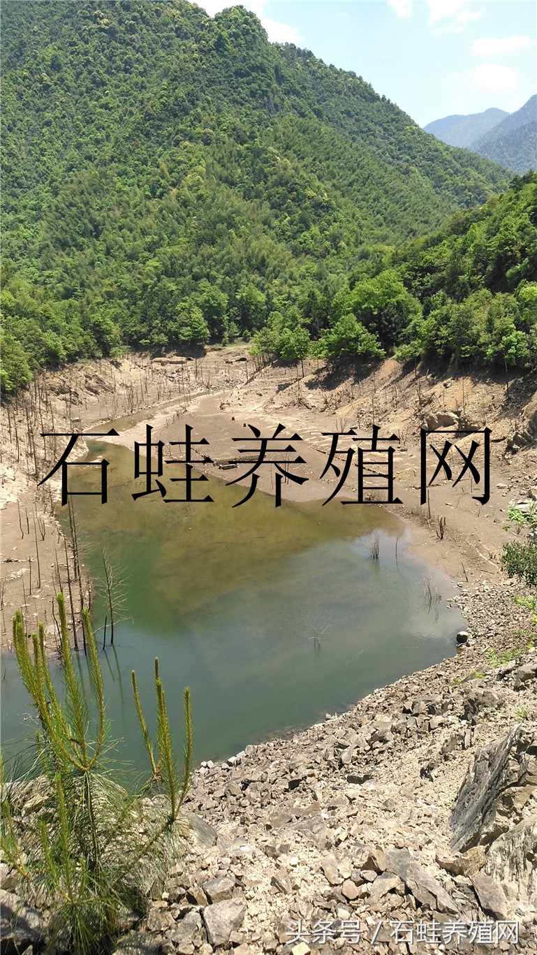 石蛙养殖视频十五分钟以上的,石蛙养殖直播