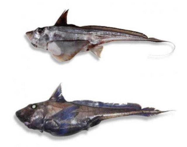 新西兰海产干货,新西兰海珍品