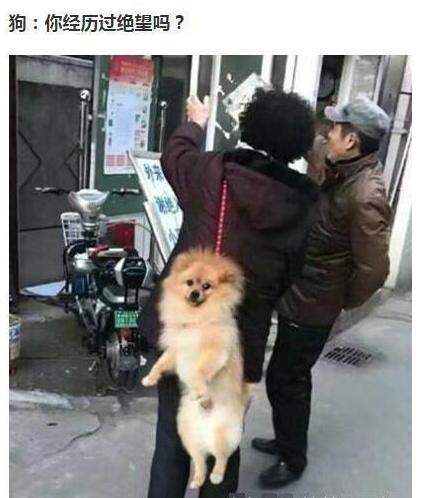 爆笑趣图：饲养员告诉你：遇到老虎猛兽该怎么做