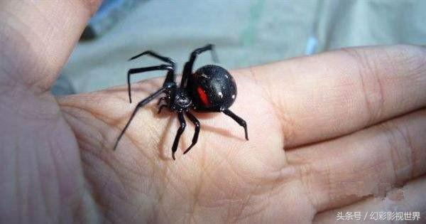 如果被毒蜘蛛咬伤了怎么处理,被毒蜘蛛咬伤应怎样处理