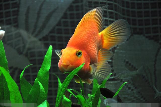 血鹦鹉鱼怎么养才能变红,血鹦鹉怎么保持鲜艳