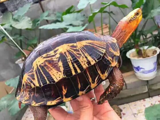 细说国龟之美五（黄额）