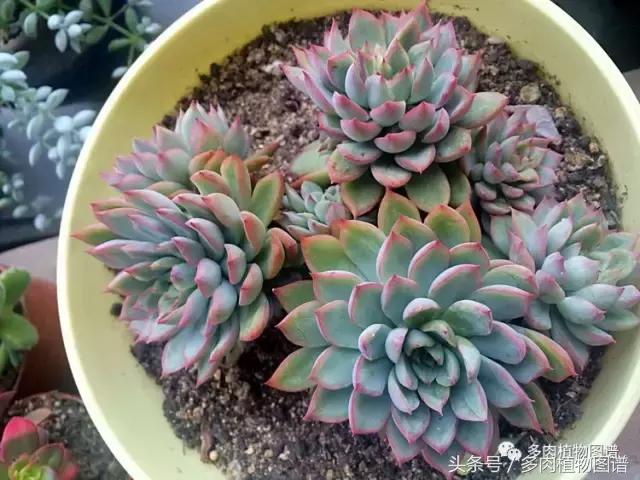 入坑半年的经历,入坑五个月总结