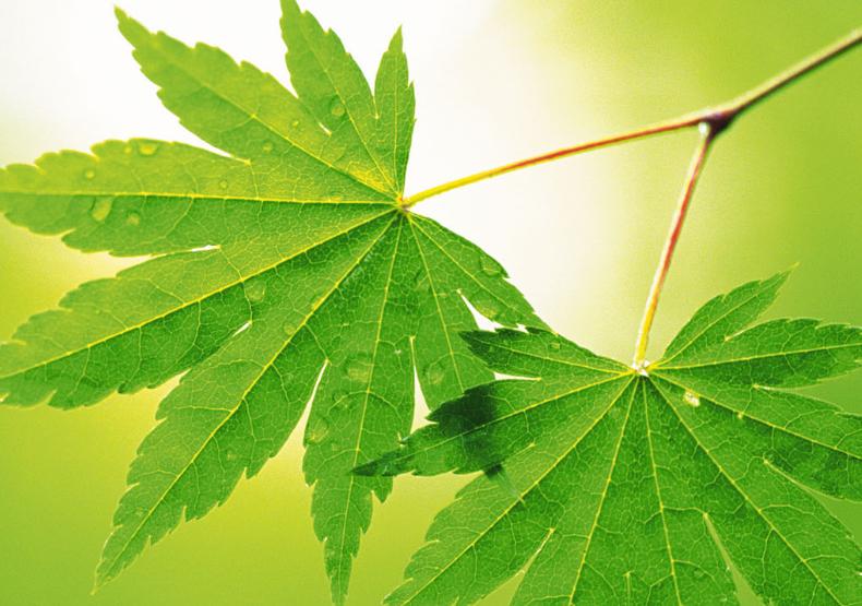 大米发黄怎么回事,大米发黄能吃吗