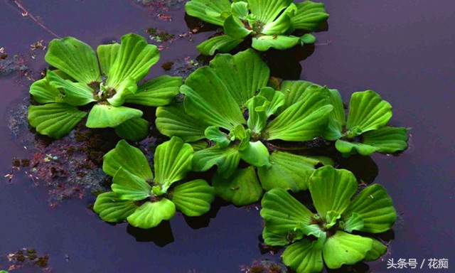 芙蓉莲耐寒吗,芙蓉莲是水上叶还是水下叶