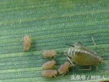 小麦蚜虫防治的最佳时期,防治小麦蚜虫农药价格