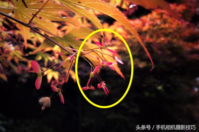 为什么你拍出来的照片很不好看,为什么拍出来的照片反过来就难看