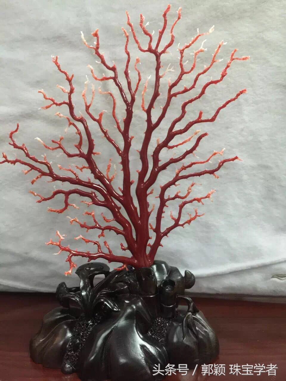 阿卡牛血红珊瑚自己戴可以吗,顶级阿卡牛血红珊瑚是哪个产地