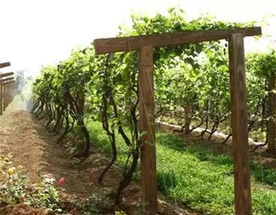 一组张裕爱斐堡酒庄实景图,蓝裕文化