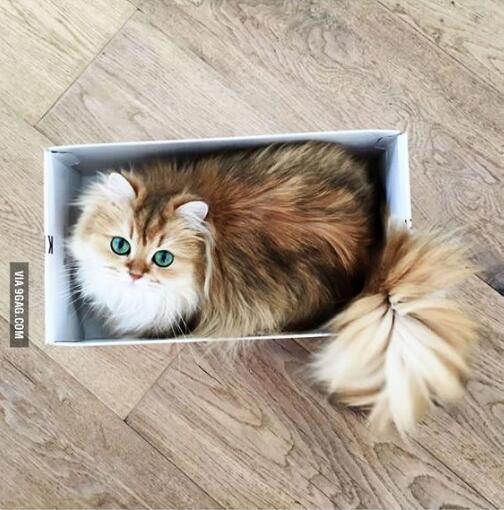 猫咪绝育伤口可以喷云南白药么,母猫咪绝育后十天伤口有棕色结痂