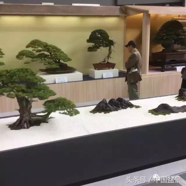 现在什么盆景最有前景,盆景创业未来前景如何