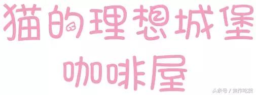 焦作推荐猫咖,焦作新区猫咖