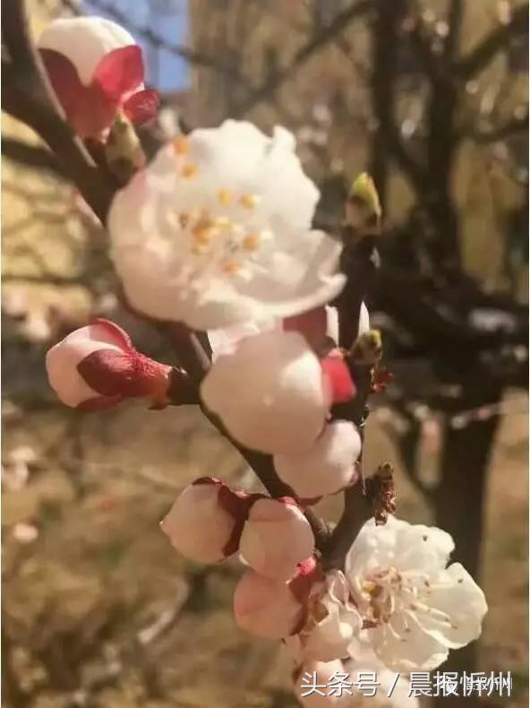 创文明城市特别策划：“我眼中最美春天”随后拍作品7