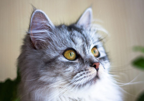 猫咪健康养护的注意事项,猫咪养护的五个注意事项