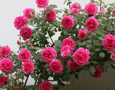 月季叶子与蔷薇叶子的区别,月季和蔷薇的区别一张图看懂