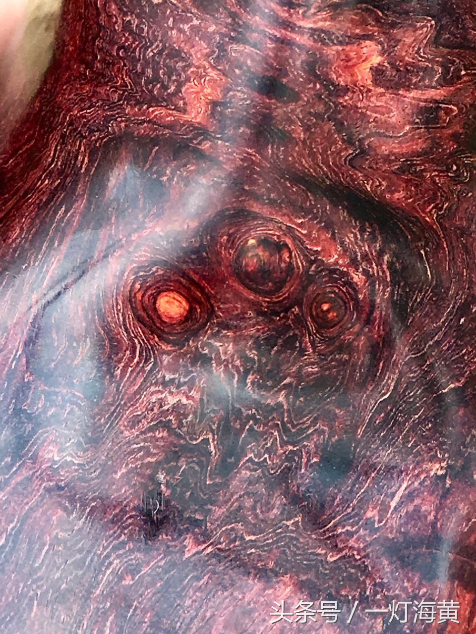 降香“有毒”,爱上海黄就是条“不归路”,带您领略真正在海黄