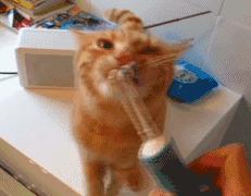 热门网红猫咪牙刷测评,猫咪牙刷测评红黑榜