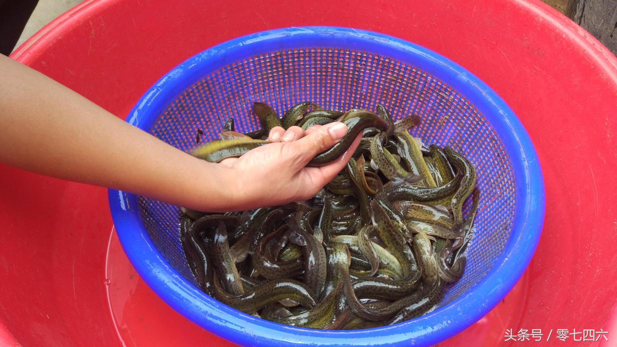 永州*文斌李**养泥鳅青蛙赚钱，还带领父老乡*共亲**同致富