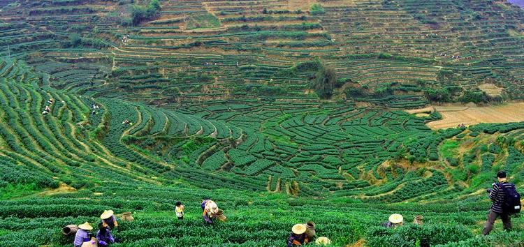 铁观音历史记载是什么,神仙铁观音的前世和今生