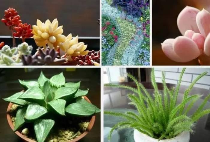 逆天了中国吃货!多肉植物炒肉吃!