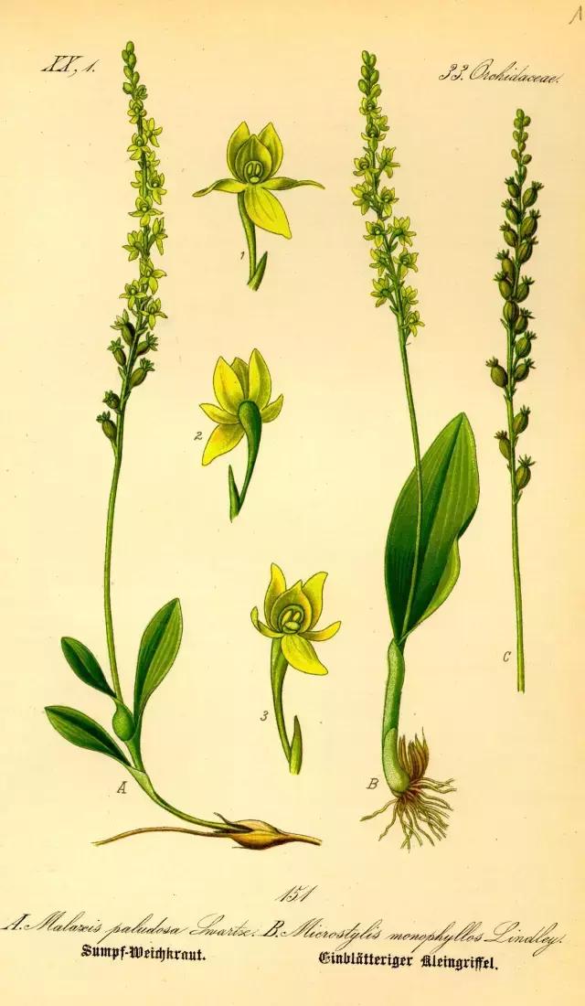 荐书|中国人对兰花情有独钟,没想到达尔文也一样