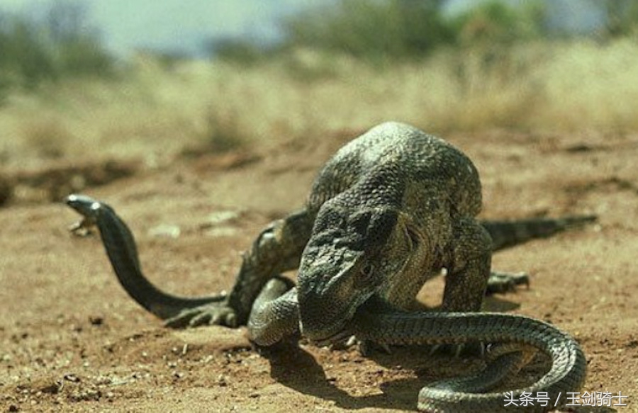 平头哥怕哪种蟒蛇的毒,可以杀掉平头哥的蟒蛇排名