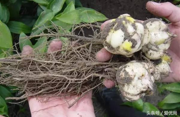 百合花怎么养最合适,百合花怎么养最好