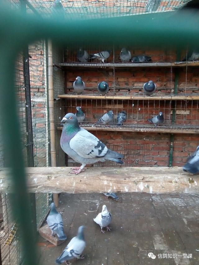 鸽子甩食炸毛拉稀绿便怎么治疗,鸽子不吃食喂了又甩食怎么办