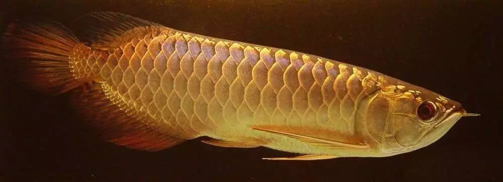 过背金龙和高背金龙的区别,高背金龙跟过背图片对比