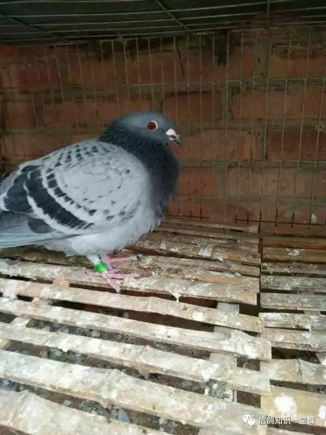 鸽子甩食炸毛拉稀绿便怎么治疗,鸽子不吃食喂了又甩食怎么办