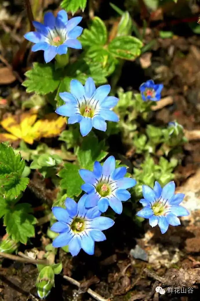 五月相约看蓝色花海,五月相约昆明蓝花楹花海