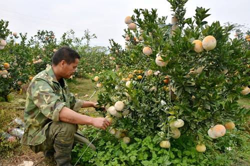 杂柑柑橘新品种,中国适合沃柑种植的地区分布图
