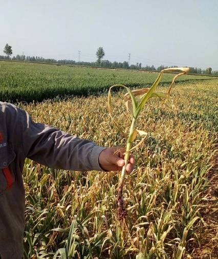 杞县蒜苔最新消息,尉氏县蒜苔