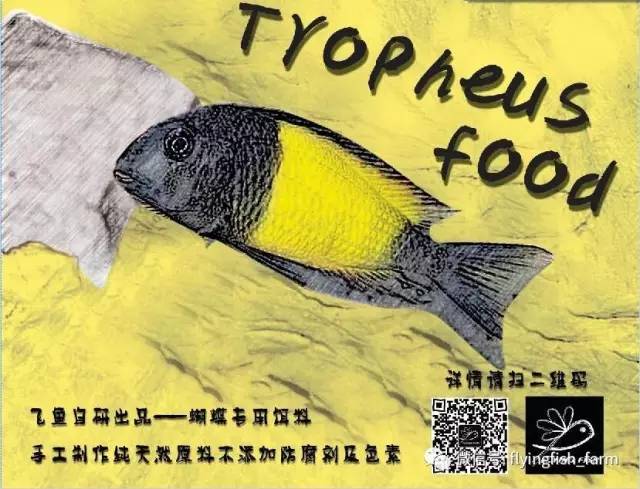 原生水陆缸开缸过程,超美摄影师