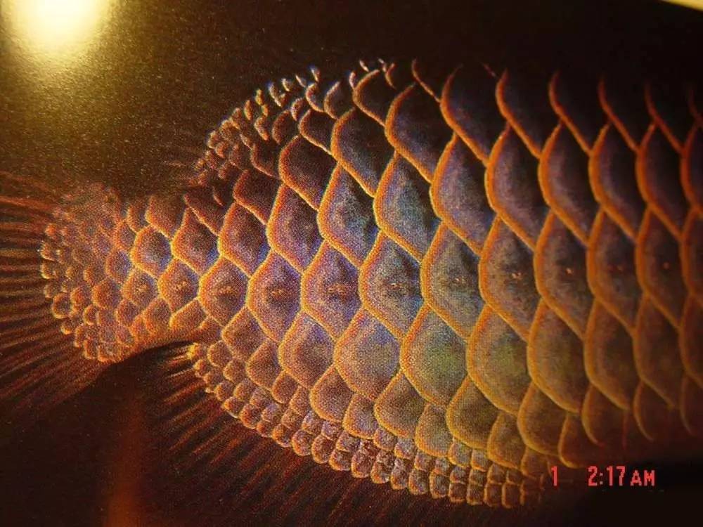 b级过背金龙一般价格多少,顶级蓝底过背金龙欣赏