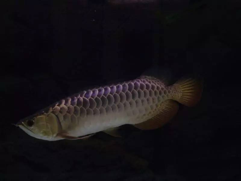 b级过背金龙一般价格多少,顶级蓝底过背金龙欣赏