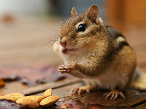 金花松鼠可以吃熟玉米吗,金花松鼠可以吃花生吗