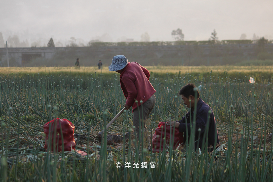 菜贱伤农的原因和对策,简要分析菜贱伤农和菜贵伤民现象