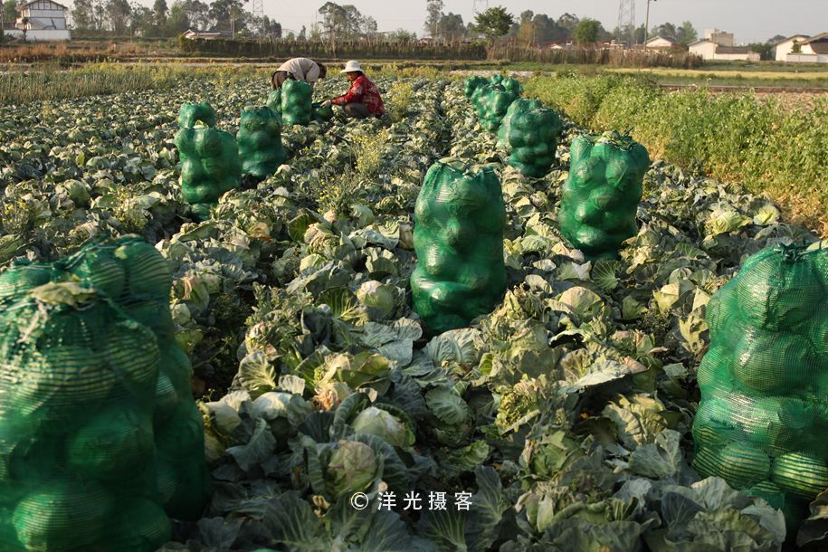 菜贱伤农的原因和对策,简要分析菜贱伤农和菜贵伤民现象