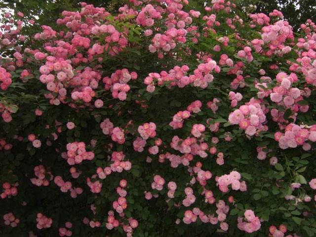 月季叶子与蔷薇叶子的区别,月季和蔷薇的区别一张图看懂