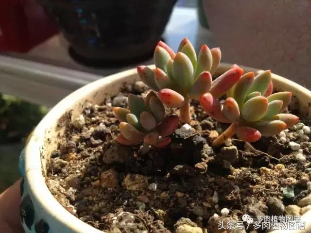 入坑半年的经历,入坑五个月总结