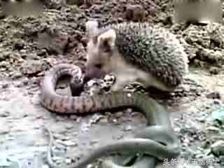 平头哥怕哪种蟒蛇的毒,可以杀掉平头哥的蟒蛇排名