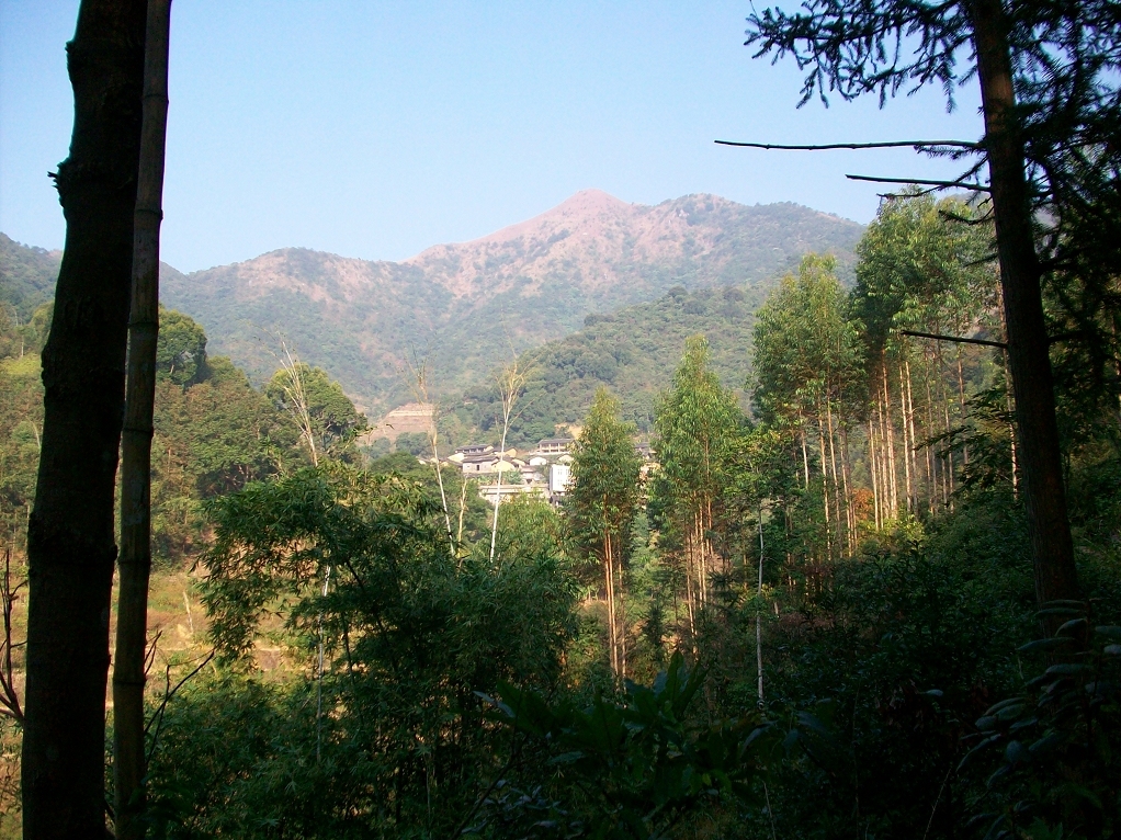 广西博白县桂圆柚之乡,广西博白桂圆2023批发价格