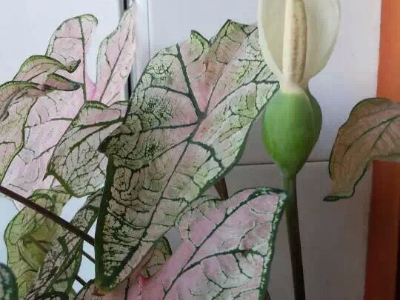 什么植物最吸灰尘最好养,室内吸灰尘最好的无毒植物