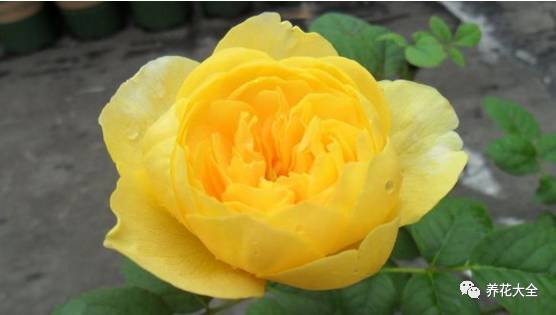 最美的十款月季品种推荐 (十种绝美的月季)