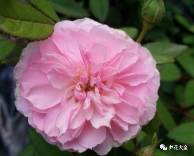 最美最高端的30款月季 (十种绝美的月季)